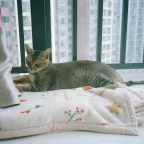Comment aménager un appartement pour un chat heureux