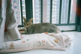 Comment aménager un appartement pour un chat heureux