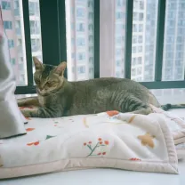 Comment aménager un appartement pour un chat heureux