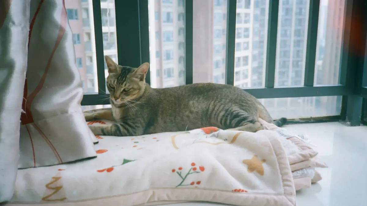 Comment aménager un appartement pour un chat heureux