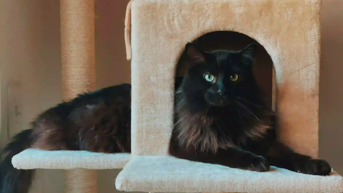 Quel arbre à chat choisir selon la taille de son appartement ?