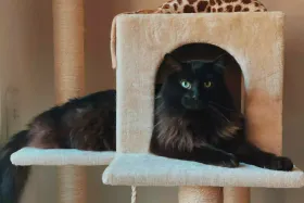 Quel arbre à chat choisir selon la taille de son appartement ?