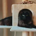Quel arbre à chat choisir selon la taille de son appartement ?
