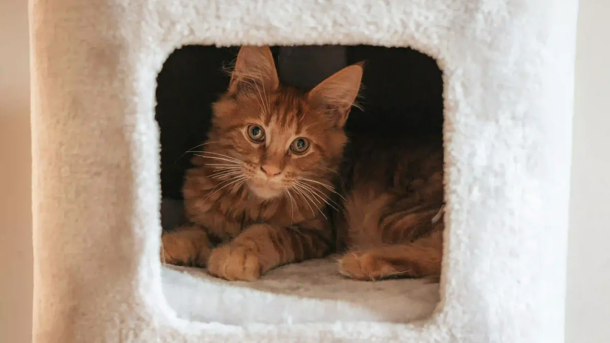 Avis arbre à chat Trixie Baza : vaut-il vraiment le coup ?