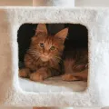 Avis arbre à chat Trixie Baza : vaut-il vraiment le coup ?