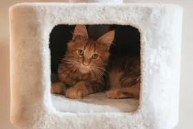 Avis arbre à chat Trixie Baza : vaut-il vraiment le coup ?