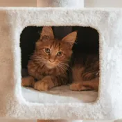 Avis arbre à chat Trixie Baza : vaut-il vraiment le coup ?