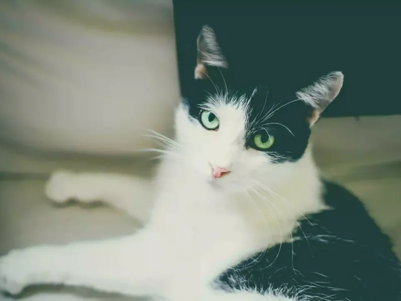 Mon chat s’ennuie : que faire ? 8 solutions anti-ennui pour chats d’intérieur