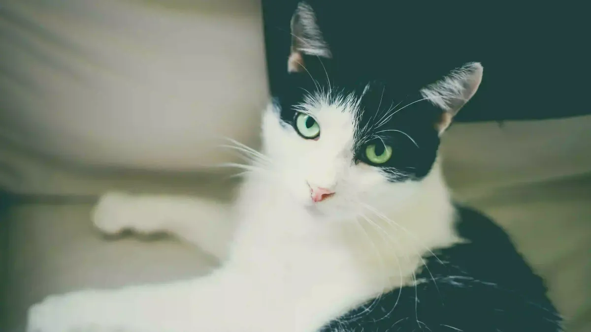 Mon chat s’ennuie : que faire ? 8 solutions anti-ennui pour chats d’intérieur