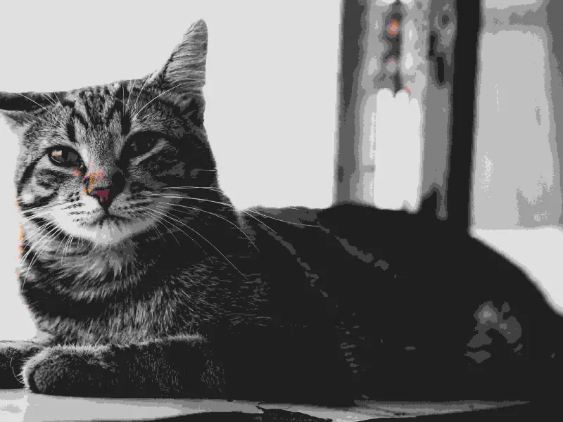 Chat d’intérieur qui s’ennuie : 10 solutions efficaces