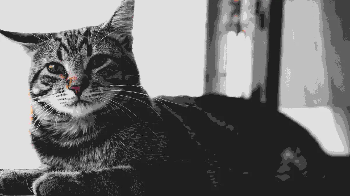 Chat d’intérieur qui s’ennuie : 10 solutions efficaces