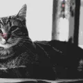 Chat d’intérieur qui s’ennuie : 10 solutions efficaces