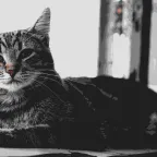 Chat d’intérieur qui s’ennuie : 10 solutions efficaces