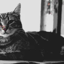 Chat d’intérieur qui s’ennuie : 10 solutions efficaces