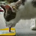 Mon chat ne boit pas assez : que faire ?