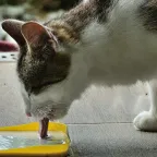 Mon chat ne boit pas assez : que faire ?