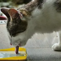 Mon chat ne boit pas assez : que faire ?