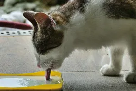 Mon chat ne boit pas assez : que faire ?