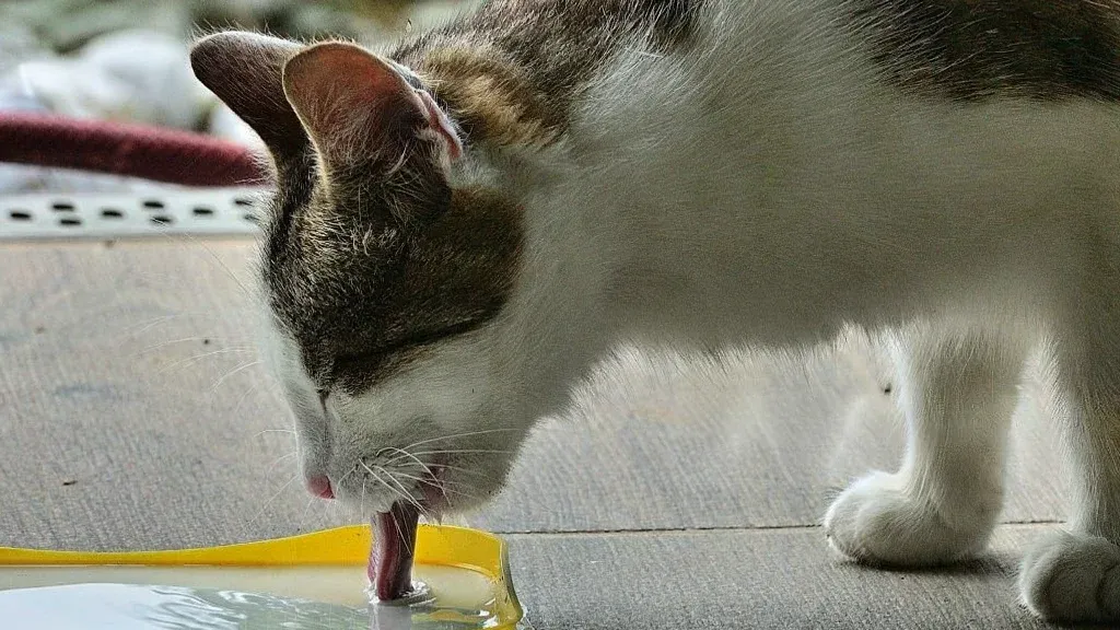 Mon chat ne boit pas assez : que faire ?