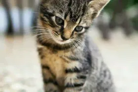 Comment enrichir l’environnement d’un chat qui s’ennuie
