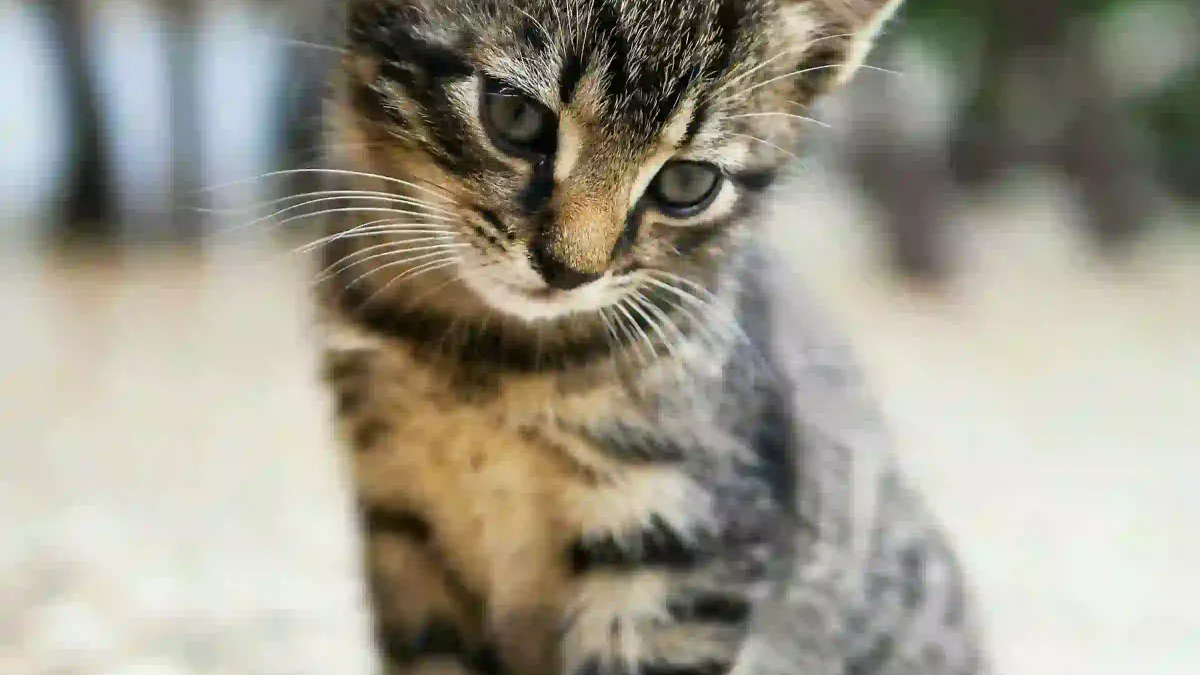 Comment enrichir l’environnement d’un chat qui s’ennuie
