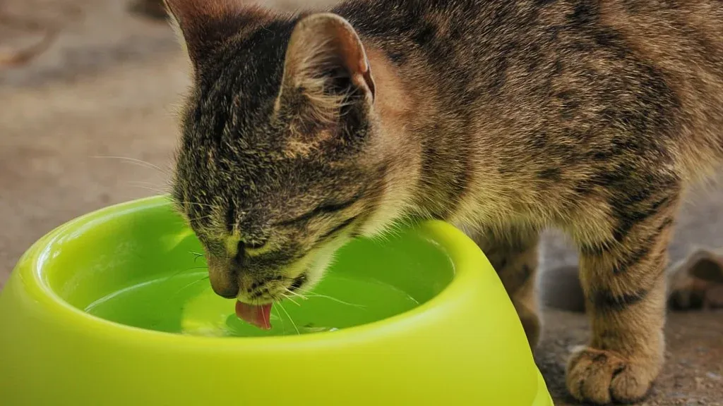 Fontaine Catit Flower : mon avis après 6 mois d’utilisation