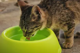 Fontaine Catit Flower : mon avis après 6 mois d’utilisation