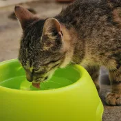 Fontaine Catit Flower : mon avis après 6 mois d’utilisation