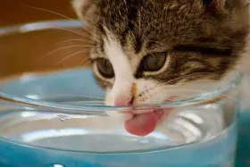 Comment choisir une fontaine à eau pour chat d’intérieur