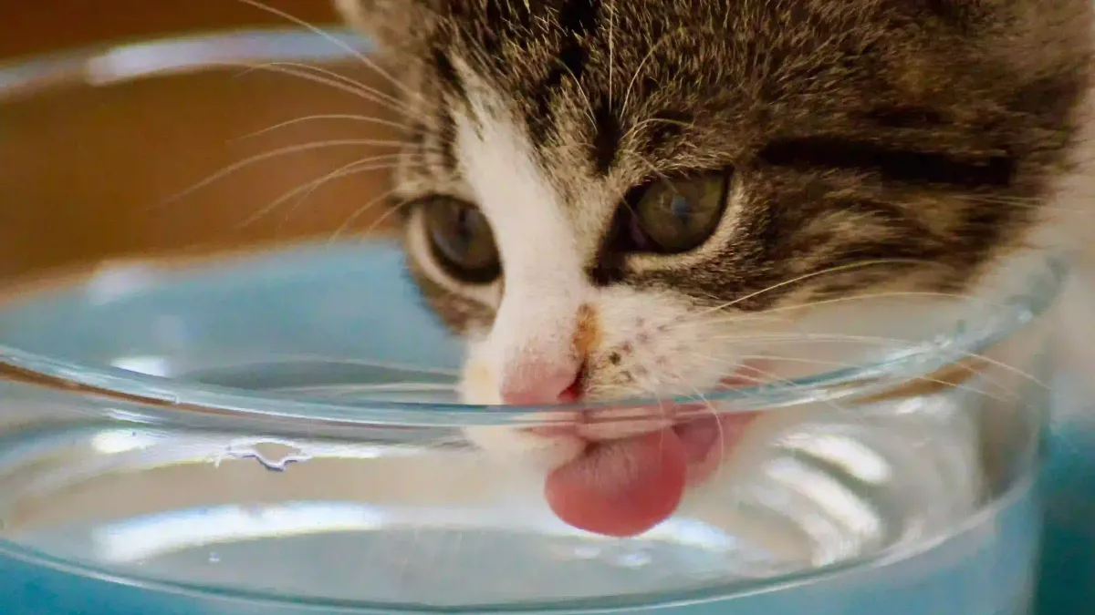 Comment choisir une fontaine à eau pour chat d’intérieur