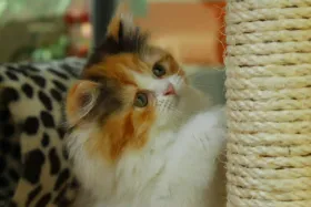 Comment choisir un griffoir pour chat : guide complet