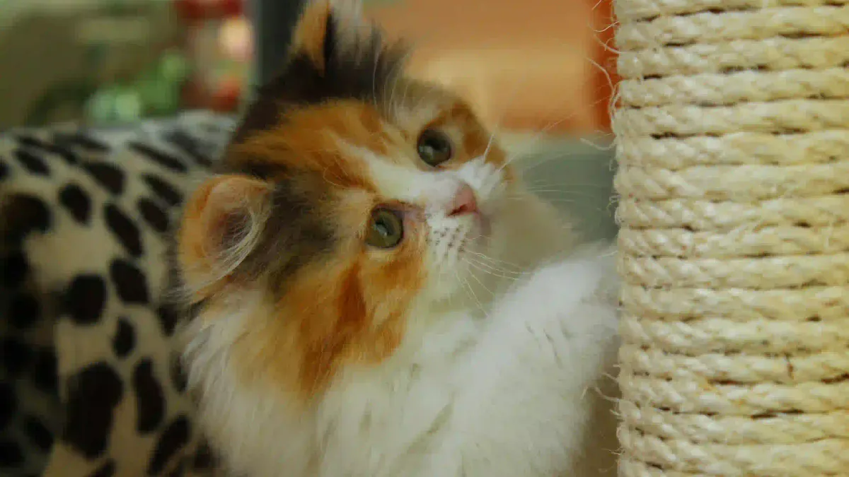 Comment choisir un griffoir pour chat : guide complet