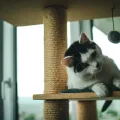 Griffoir vs arbre à chat : lequel choisir ?