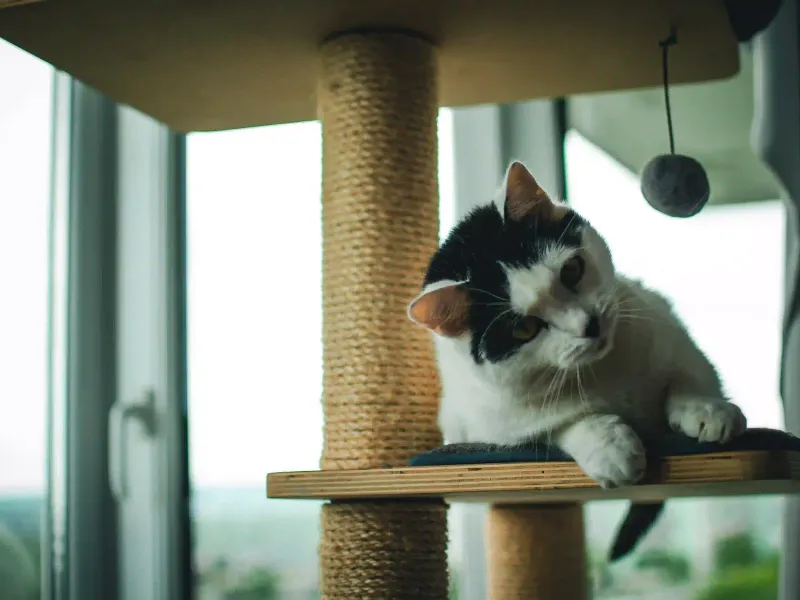 Griffoir vs arbre à chat : lequel choisir ?
