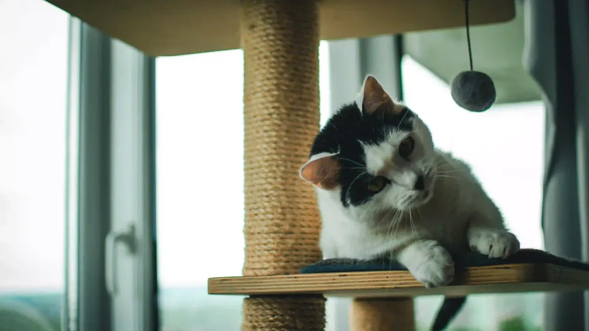 Griffoir vs arbre à chat : lequel choisir ?
