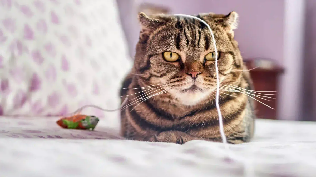 Les meilleurs jouets interactifs pour chat d’intérieur