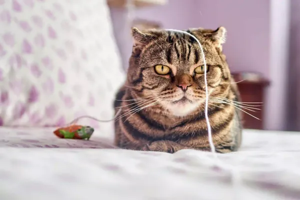 Les meilleurs jouets interactifs pour chat d’intérieur