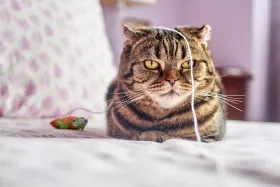Les meilleurs jouets interactifs pour chat d’intérieur