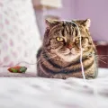 Les meilleurs jouets interactifs pour chat d’intérieur