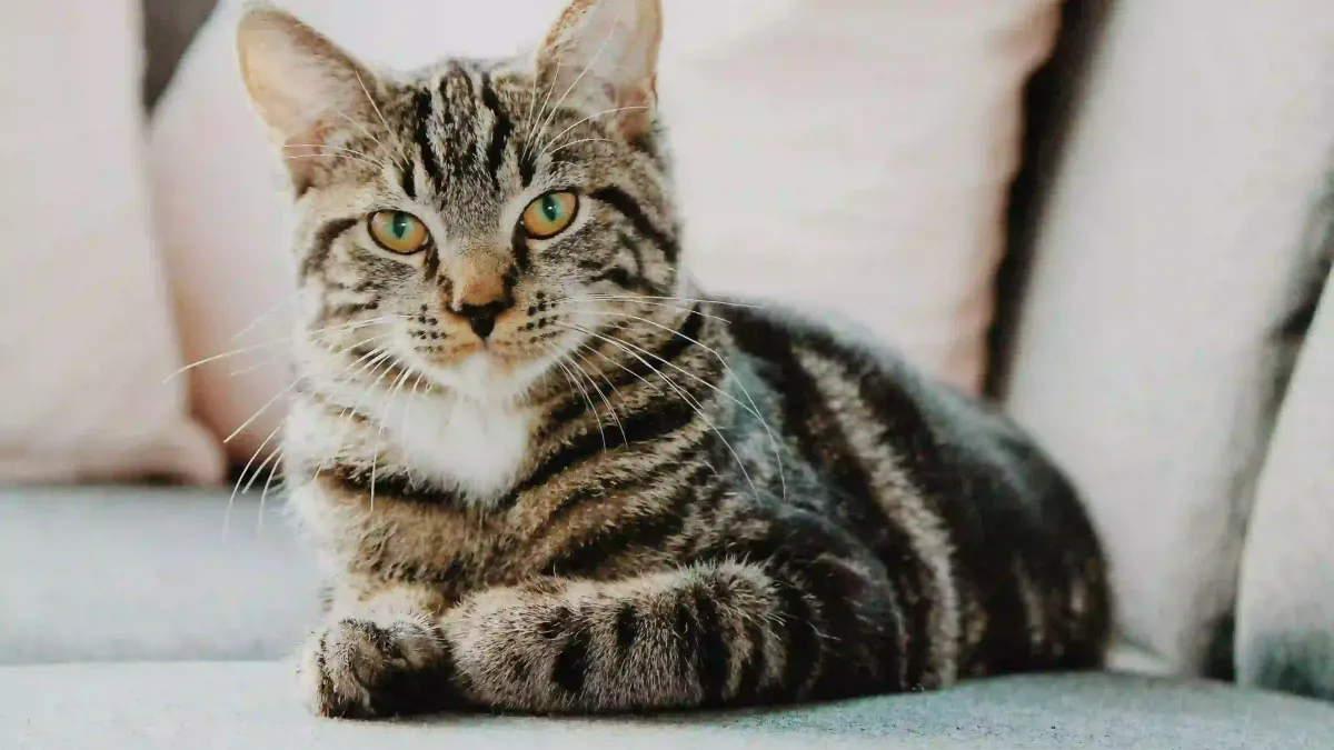 Quelle litière pour chat d’intérieur en appartement