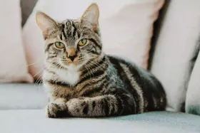 Quelle litière pour chat d’intérieur en appartement