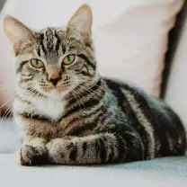 Quelle litière pour chat d’intérieur en appartement