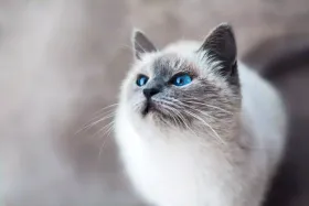 Les 5 meilleurs arbres à chat en 2026