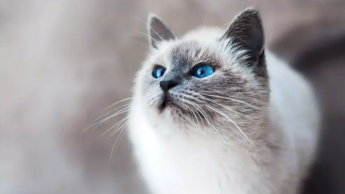 Les 5 meilleurs arbres à chat en 2026