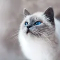 Les 5 meilleurs arbres à chat en 2026