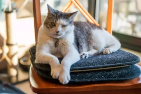 Les meilleurs paniers et coussins pour chat