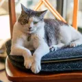 Les meilleurs paniers et coussins pour chat