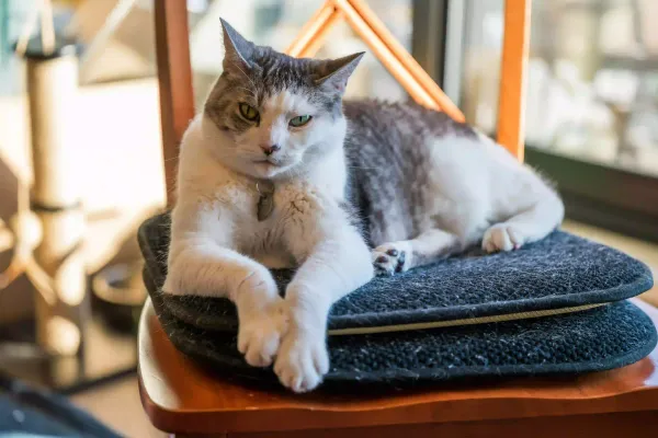 Les meilleurs paniers et coussins pour chat