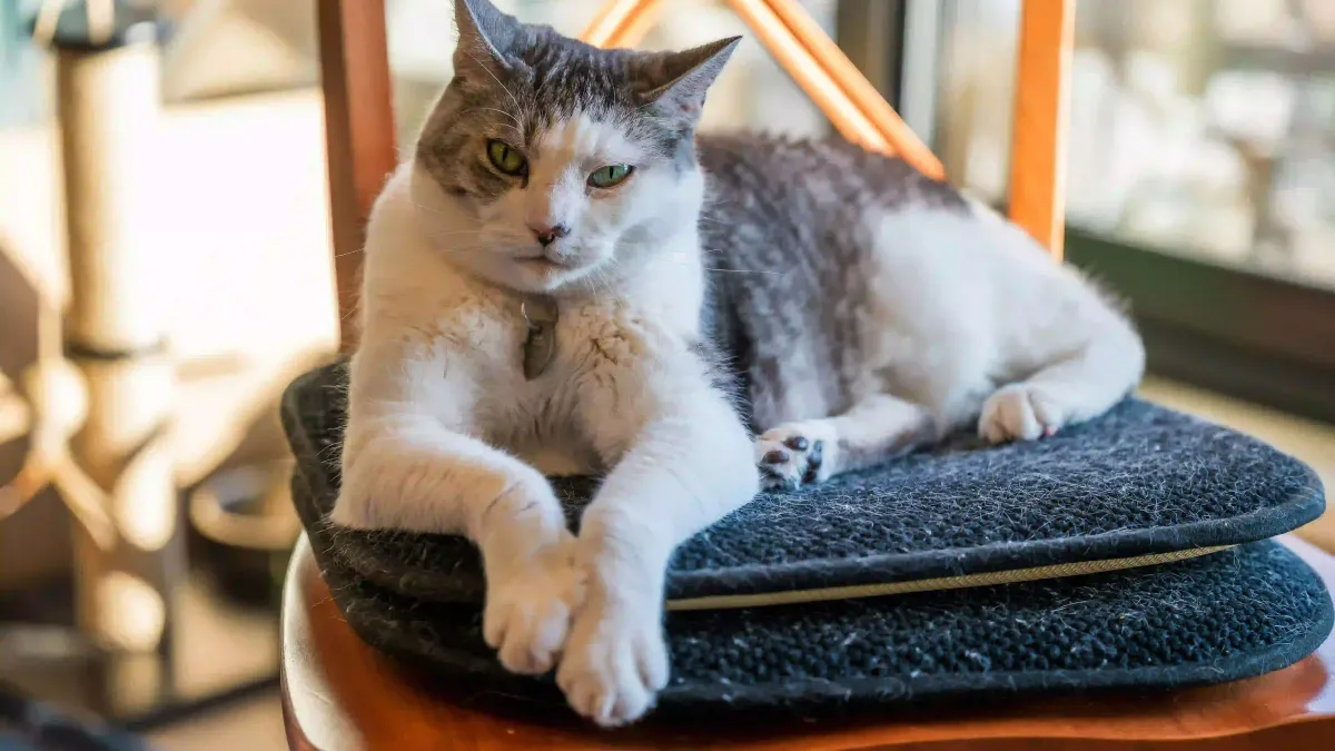Les meilleurs paniers et coussins pour chat