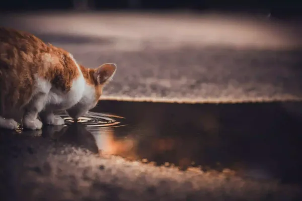 Meilleure fontaine pour chat : comparatif 2026